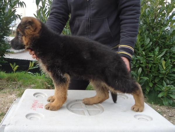 Quebrada | German Shepherd Dog 