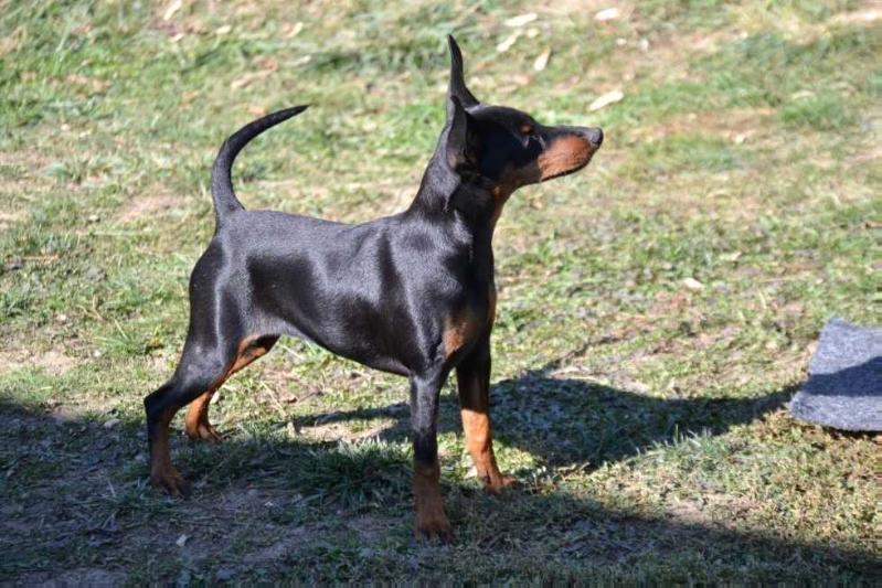 Just What I Want Of Transylvanian Legend | Miniature Pinscher 