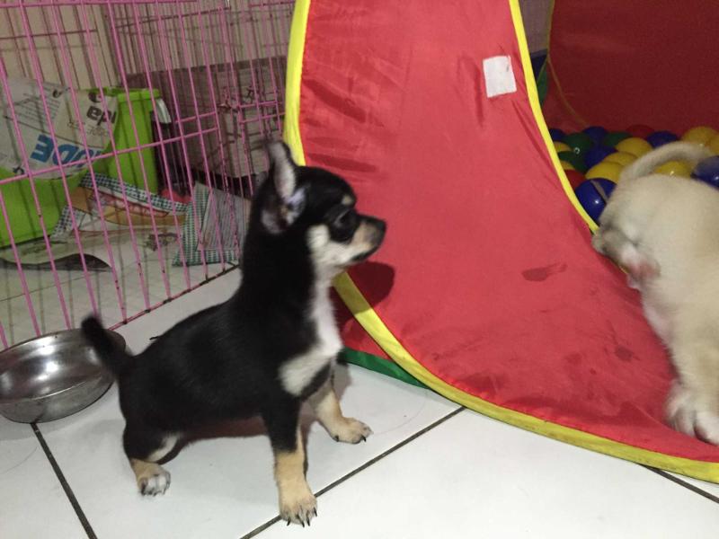 CARLOTA BLACK EXTREME BENNETAG'S | Chihuahua 