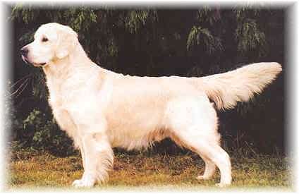 Jobeka Jasper of Nortonwood | Golden Retriever 