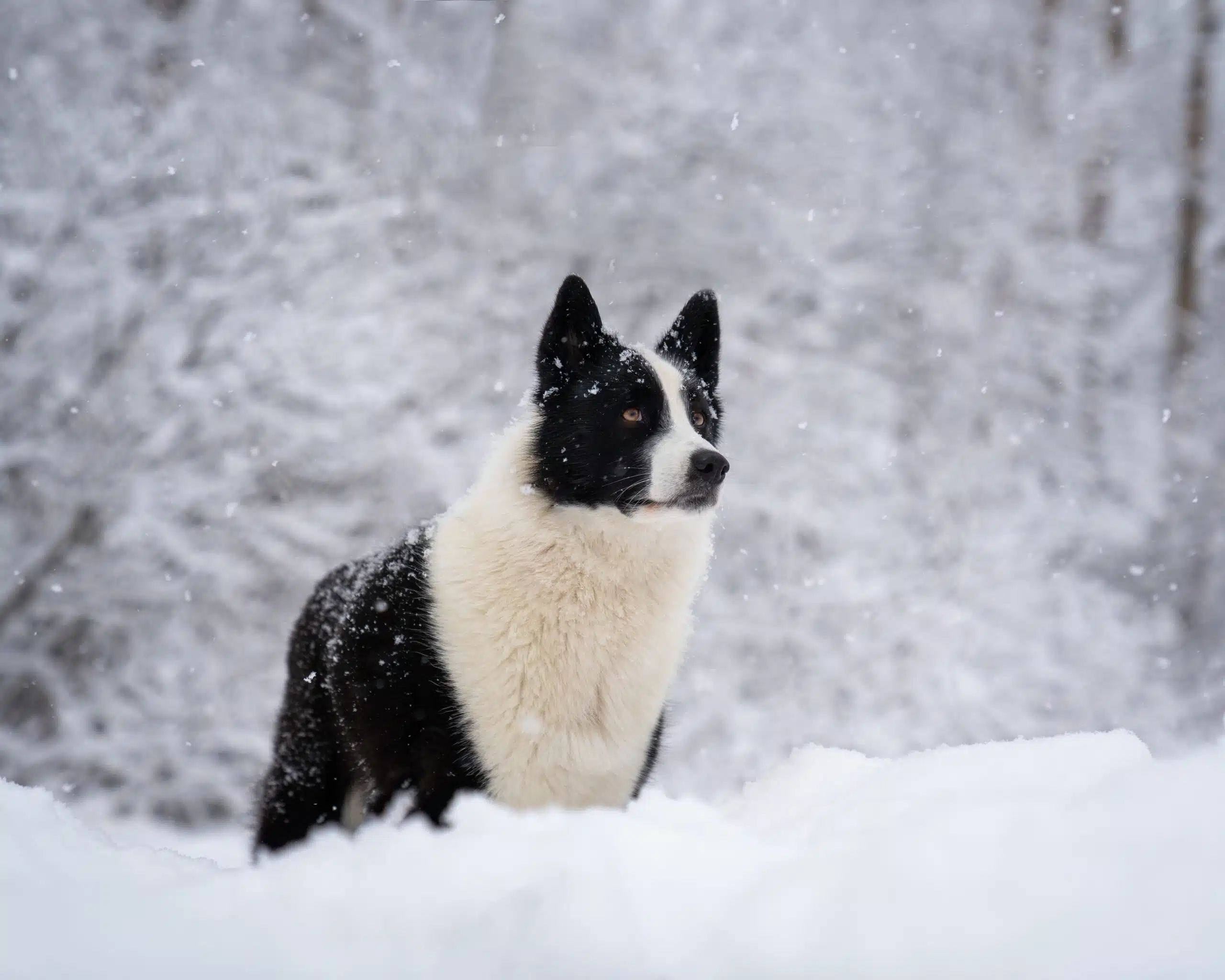 Karelian Bear Dog