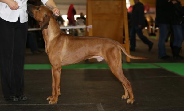 Rayridge Gefest | Rhodesian Ridgeback 