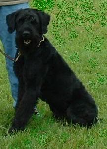 Arthos vom Honigberg | Giant Schnauzer 