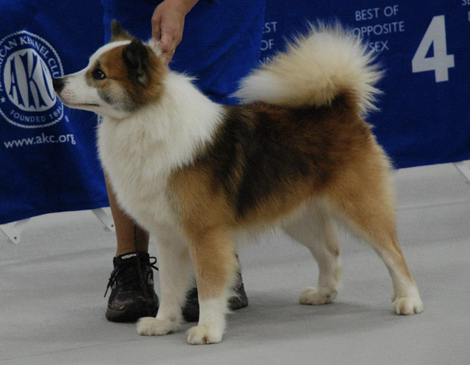 Isneista Skundi | Icelandic Sheepdog 
