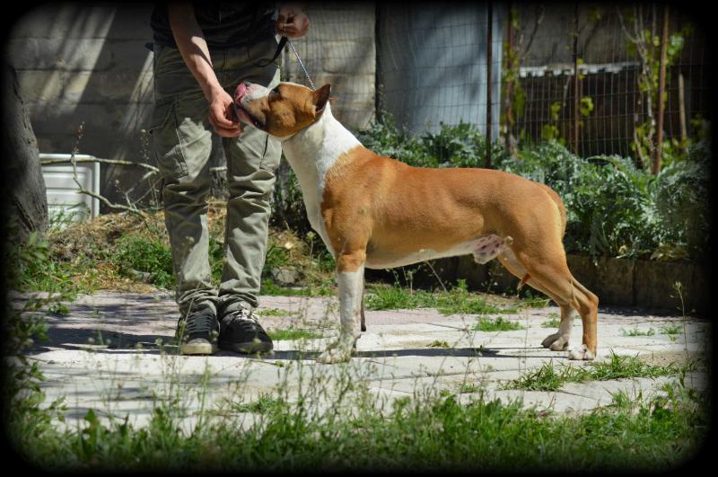 Falcon's Erice Royal Eagle | American Staffordshire Terrier 