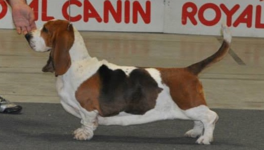 Y'Alpheratz Dos sete moinhos | Basset Hound 