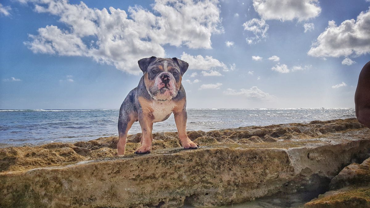 Hustle | Olde English Bulldogge 