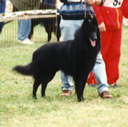 Qrack des Terres Bergeres | Belgian Tervuren 