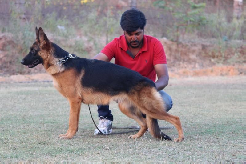 nishan's kolli | German Shepherd Dog 