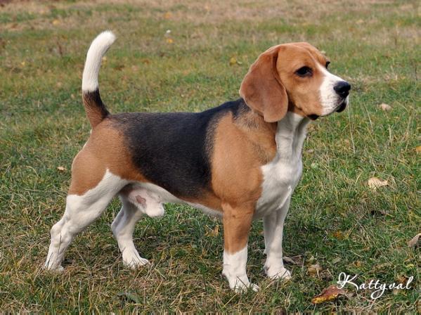 Zvezdopad Kattyval | Beagle 