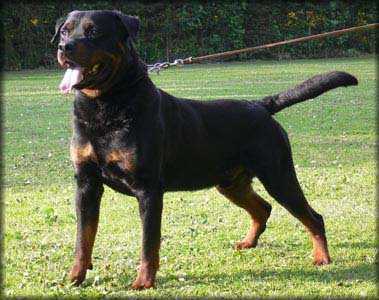 Biko vom Herrenholz | Rottweiler 