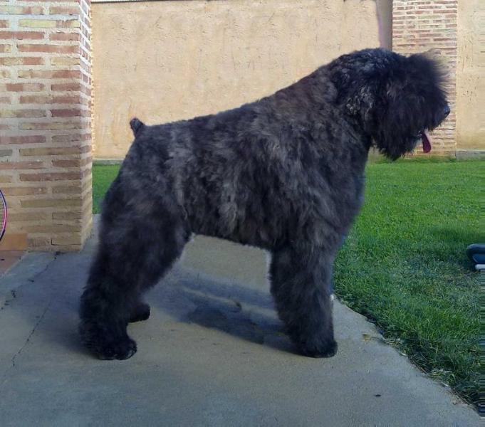 Octavio el sabio de Valldeghuesa | Bouvier des Flandres 