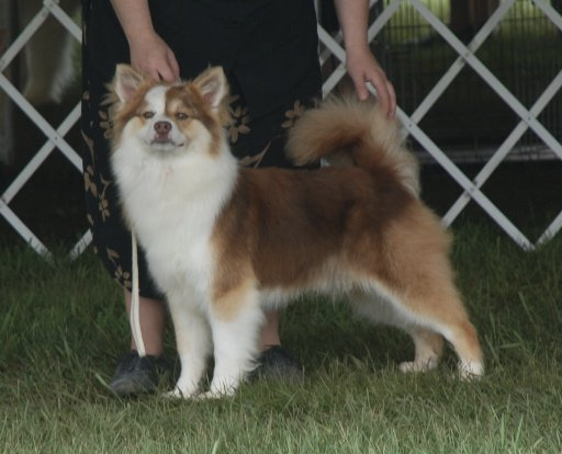 Mori-Bjorn Av Isheim | Icelandic Sheepdog 