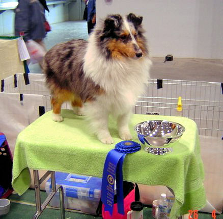 Carmylie autumn frost | Shetland Sheepdog 