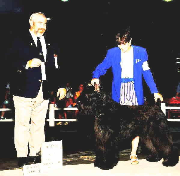 Barbu's Overlord of Chewbacca | Bouvier des Flandres 