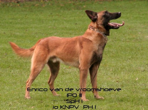 Enrico van de Vroomshoeve | Belgian Malinois 