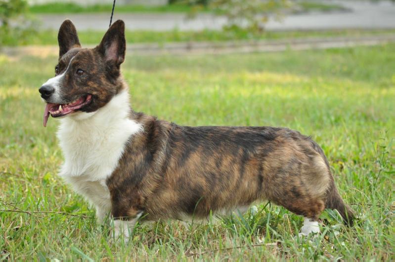 Vogie Tail Vally | Cardigan Welsh Corgi 