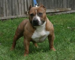 Godinez' The People's Champ | American Pit Bull Terrier 