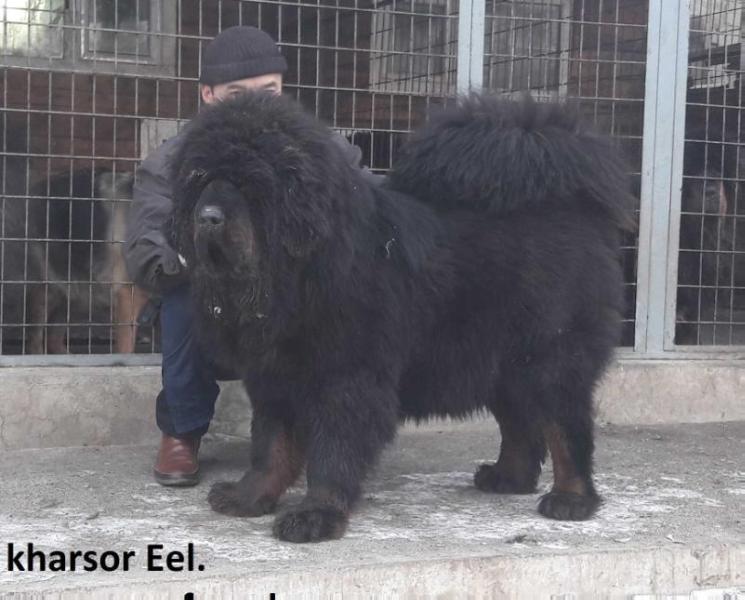 kharsor Eel | Tibetan Mastiff 