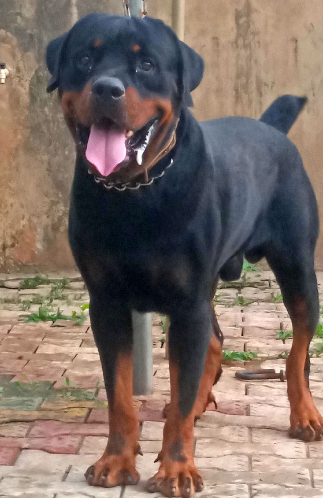 KING ROMEO of deroyalpawzkennel | Rottweiler 