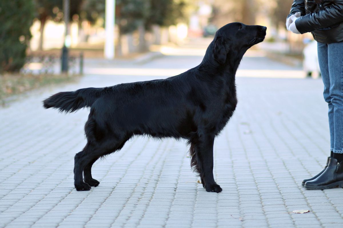 Altaflats Bubble Trouble | Flat-Coated Retriever 