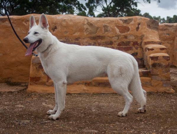 Bimbadeen Snow Doll | White Swiss Shepherd Dog 