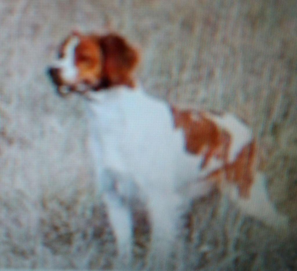 OCLIN du Bois de Vauchelles | Brittany 