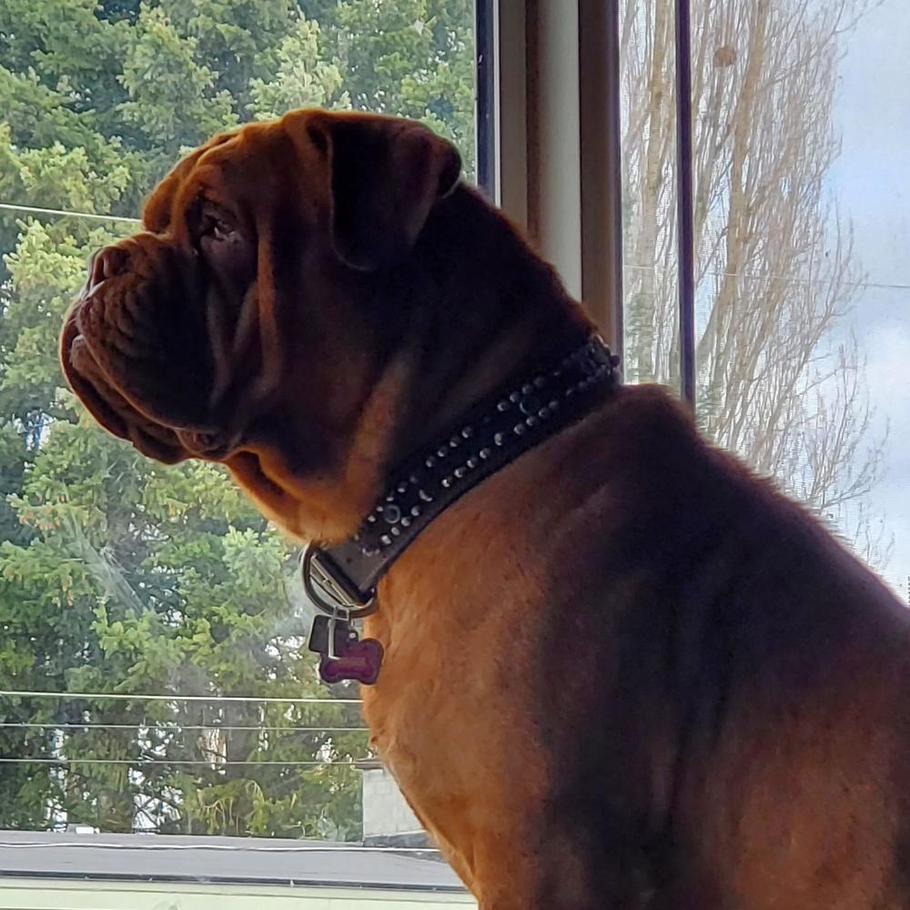 ScreaminEagle's Rogue Warrior | Dogue de Bordeaux 