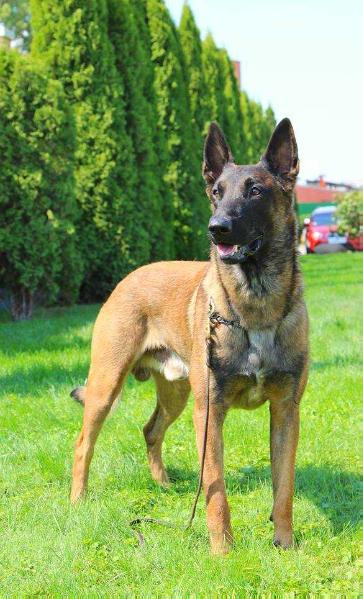 Klassik Allert Maligos | Belgian Malinois 