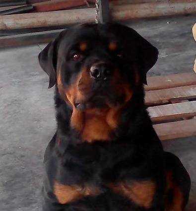 Goliath Von Gipen House | Rottweiler 