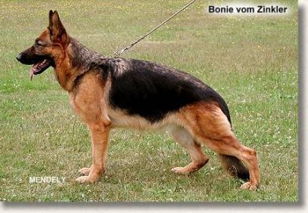 Bonie vom Zinkler | German Shepherd Dog 