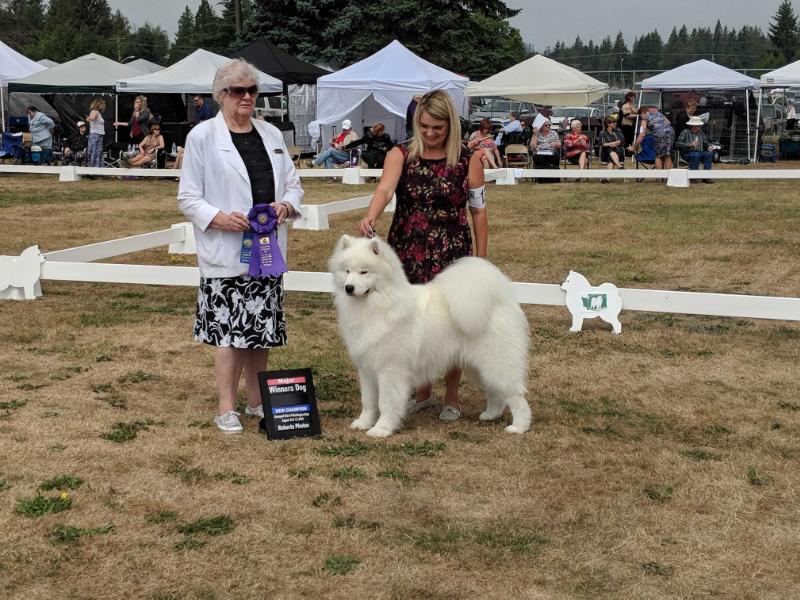 Samspring Statesman | Samoyed 