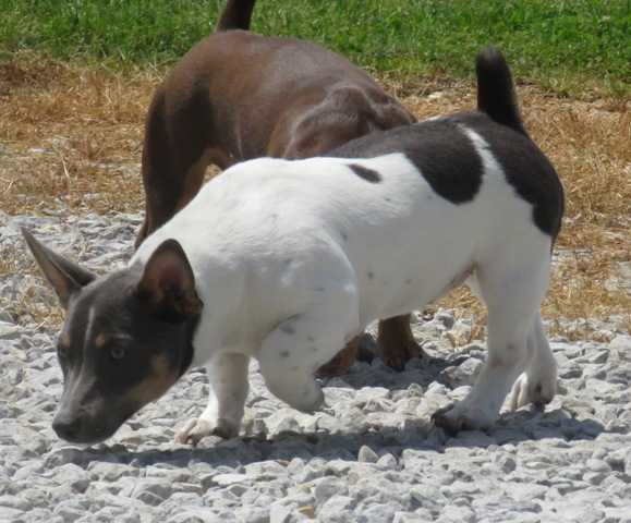 Moonbeam's Misty Bluu | Teddy Roosevelt Terrier 