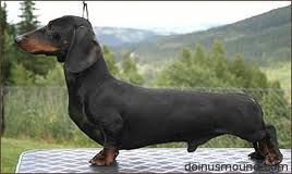 Duchwood`s pierce arrow | Dachshund 