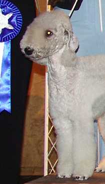 KINTERRA HEAVENLY FAIRY TALE | Bedlington Terrier 