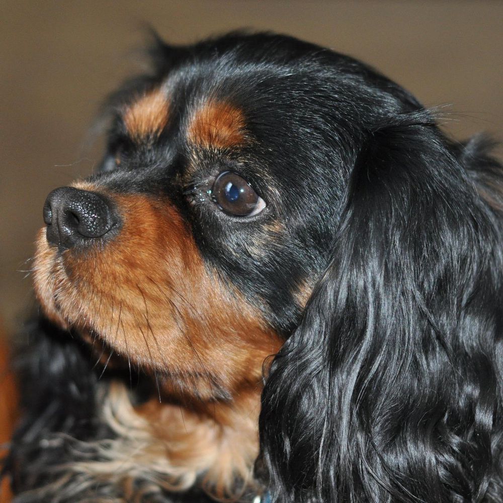 Tallygolds Wishes and Dreams | Cavalier King Charles Spaniel 