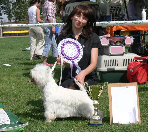 Snow Danwest Sonata | West Highland White Terrier 