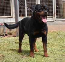 PACO OF NICOLA'S LION | Rottweiler 