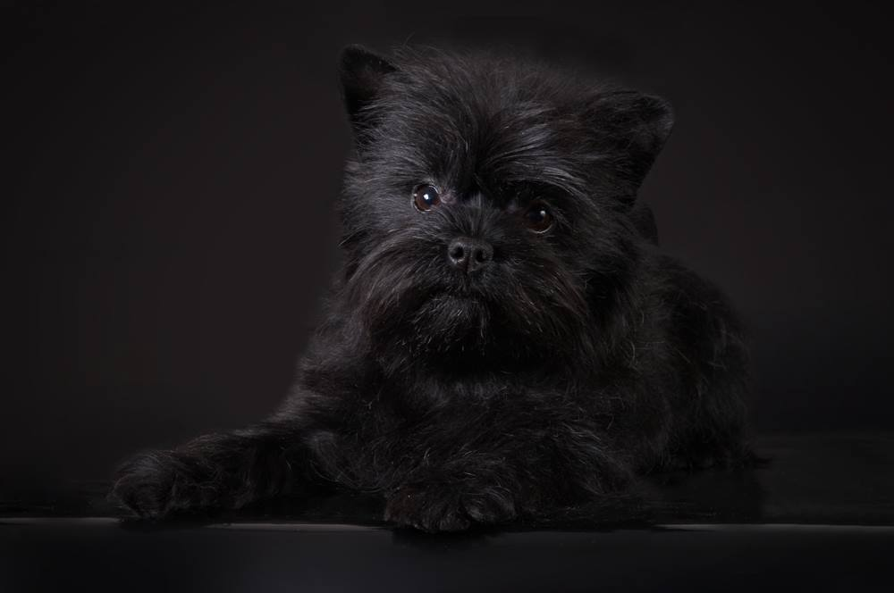 LIUSY MAZASIS AUGINTIUS | Affenpinscher 