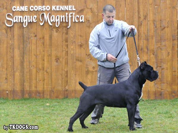 Boss Sangue Magnifica | Cane Corso 