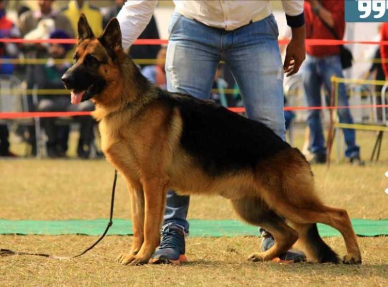 Atensberg zambos | German Shepherd Dog 