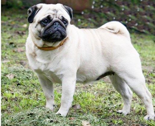Sprogu Ambitious Aurelia | Pug 
