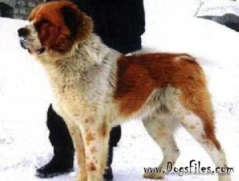 Zhasur ChES | Central Asian Shepherd Dog 