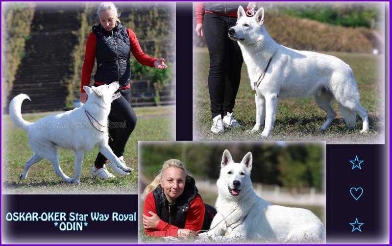 OSKAR-OKER Star Way Royal | White Swiss Shepherd Dog 