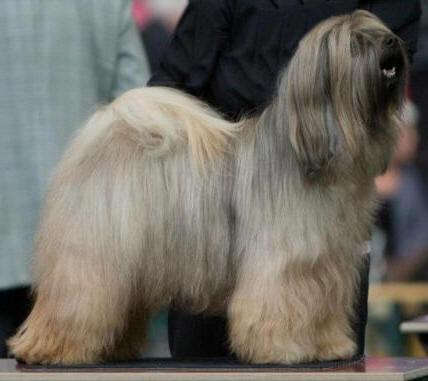 SCHANTI'S SAMSON LAMLEH | Tibetan Terrier 