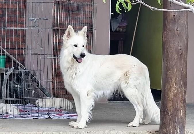 Lizette Kamañ Fig | White Swiss Shepherd Dog 