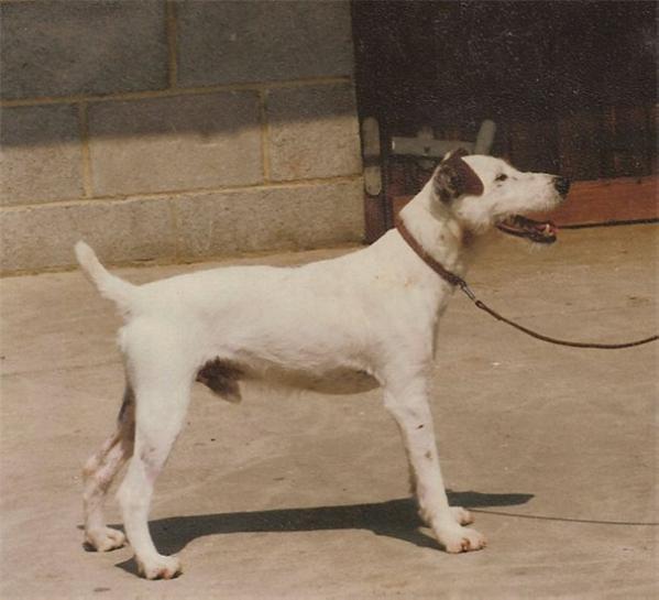 Rascal of the Meynell | Parson Russell Terrier 