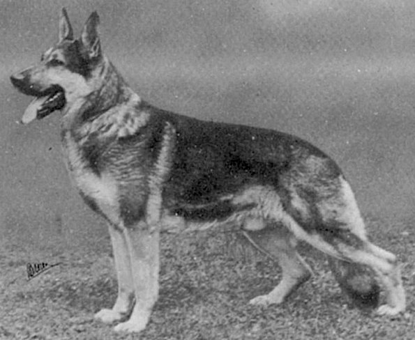 Rasant vom Holzheimer Eichwald | German Shepherd Dog 