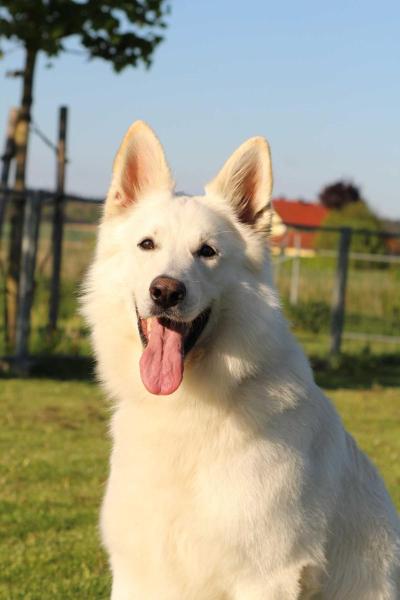 Cäsar Nanuk vom Brander Schloß | White Swiss Shepherd Dog 