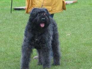 Bacara de la Thudinie | Bouvier des Flandres 